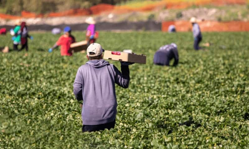 România riscă pierderea a peste 5 miliarde de euro din bugetul agriculturii UE