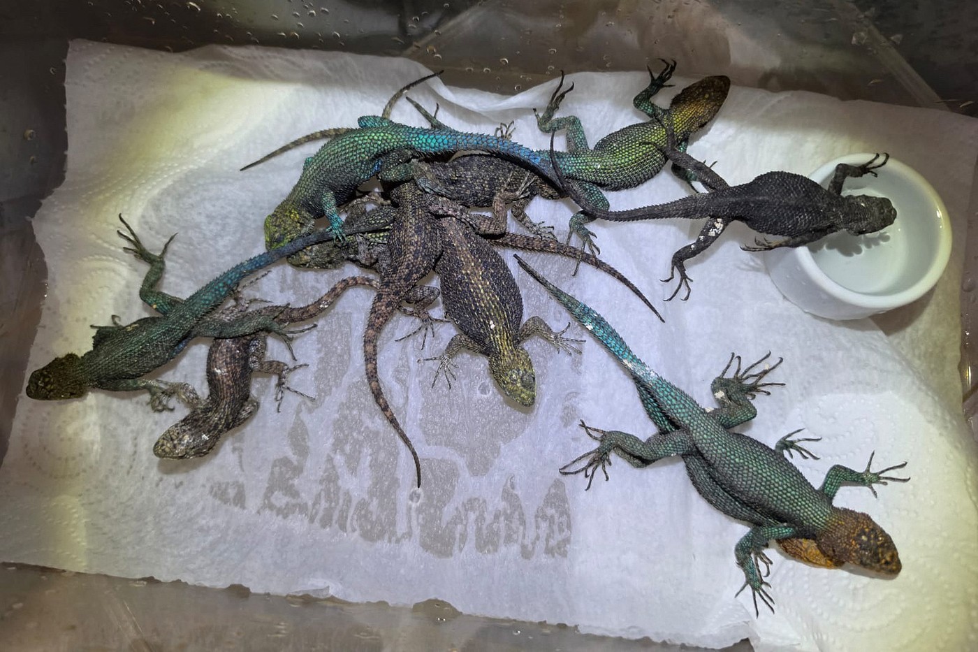 Vameșii germani au descoperit aproape 100 de reptile vii ascunse în bagajul unui turist mexican