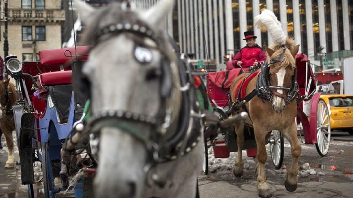 New York City va interzice trăsurile cu cai din Central Park începând cu anul viitor