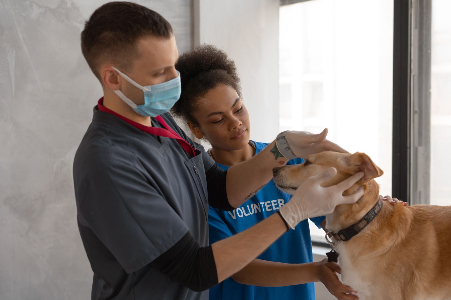 România va primi 1,1 milioane de doze de vaccin pentru ovine și caprine până pe 24 octombrie