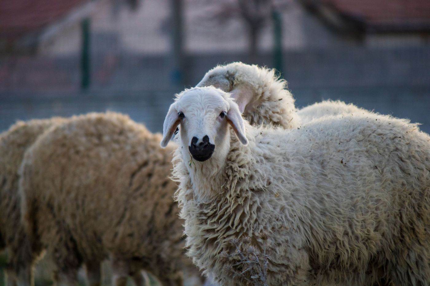 România va primi 1,1 milioane de doze de vaccin pentru ovine și caprine pe 24 octombrie
