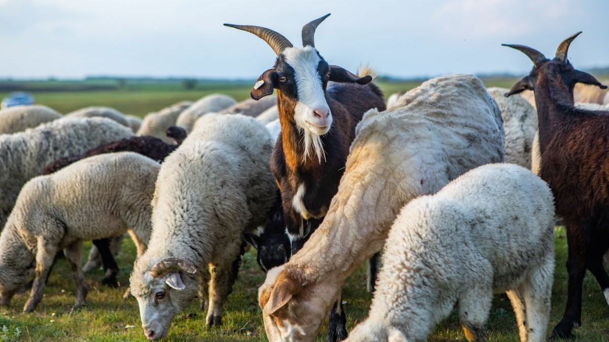 Uniunea Europeană va livra României 1,1 milioane de doze de vaccin pentru animale