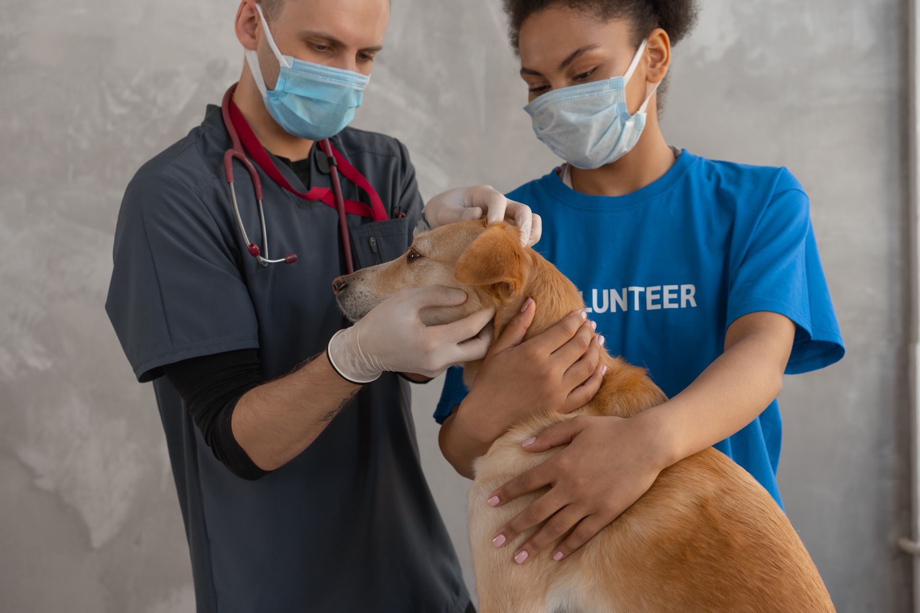România va primi 1,1 milioane de doze de vaccin pentru animale din băncile UE