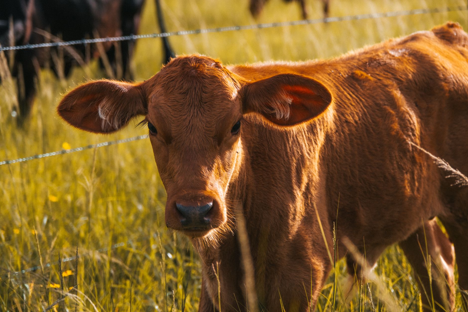 Guvernul aprobă primirea a 1,1 milioane de doze de vaccin de la Comisia Europeană pentru animale