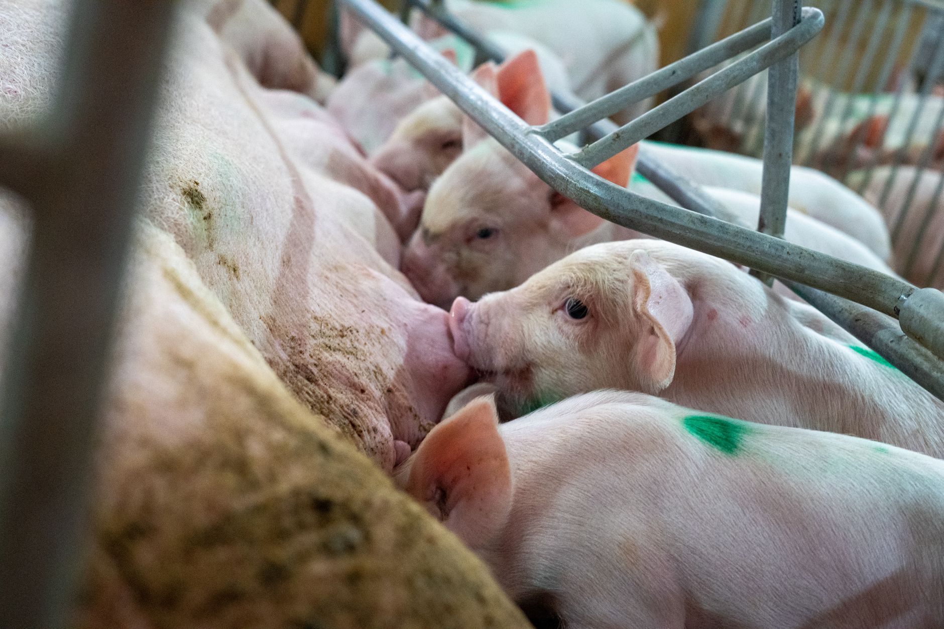 EFSA semnalează lipsa de date despre asomarea porcilor grei în contextul propunerii de reglementare din Suedia