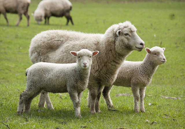 Comisia Europeană a aprobat planul de deblocare a exporturilor de ovine și caprine din România