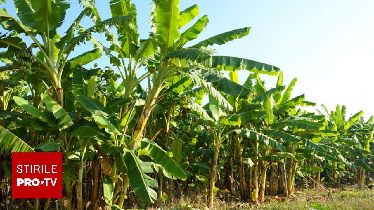 Bananele ar putea deveni mult mai scumpe în 2027 din cauza fenomenului El Niño și a conflictelor