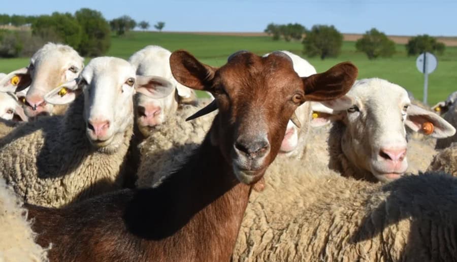 Comisia Europeană a aprobat planul pentru reluarea exporturilor de ovine și caprine din România