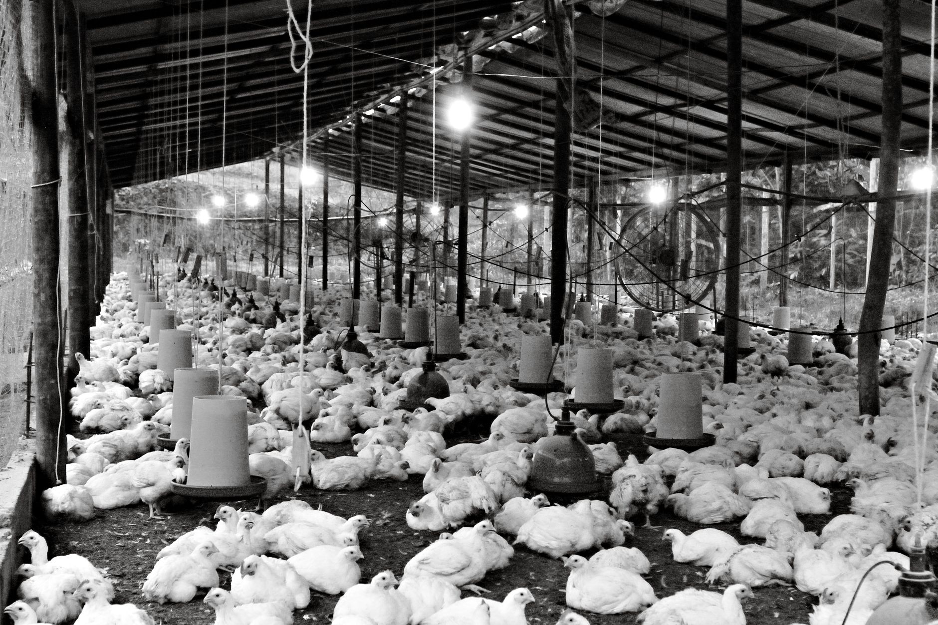 Danemarca evaluează interzicerea puilor cu creștere rapidă pentru îmbunătățirea bunăstării animalelor