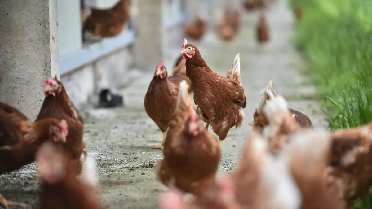 Olanda impune restricții naționale pentru păsările de curte după detectarea unor focare de gripă aviară