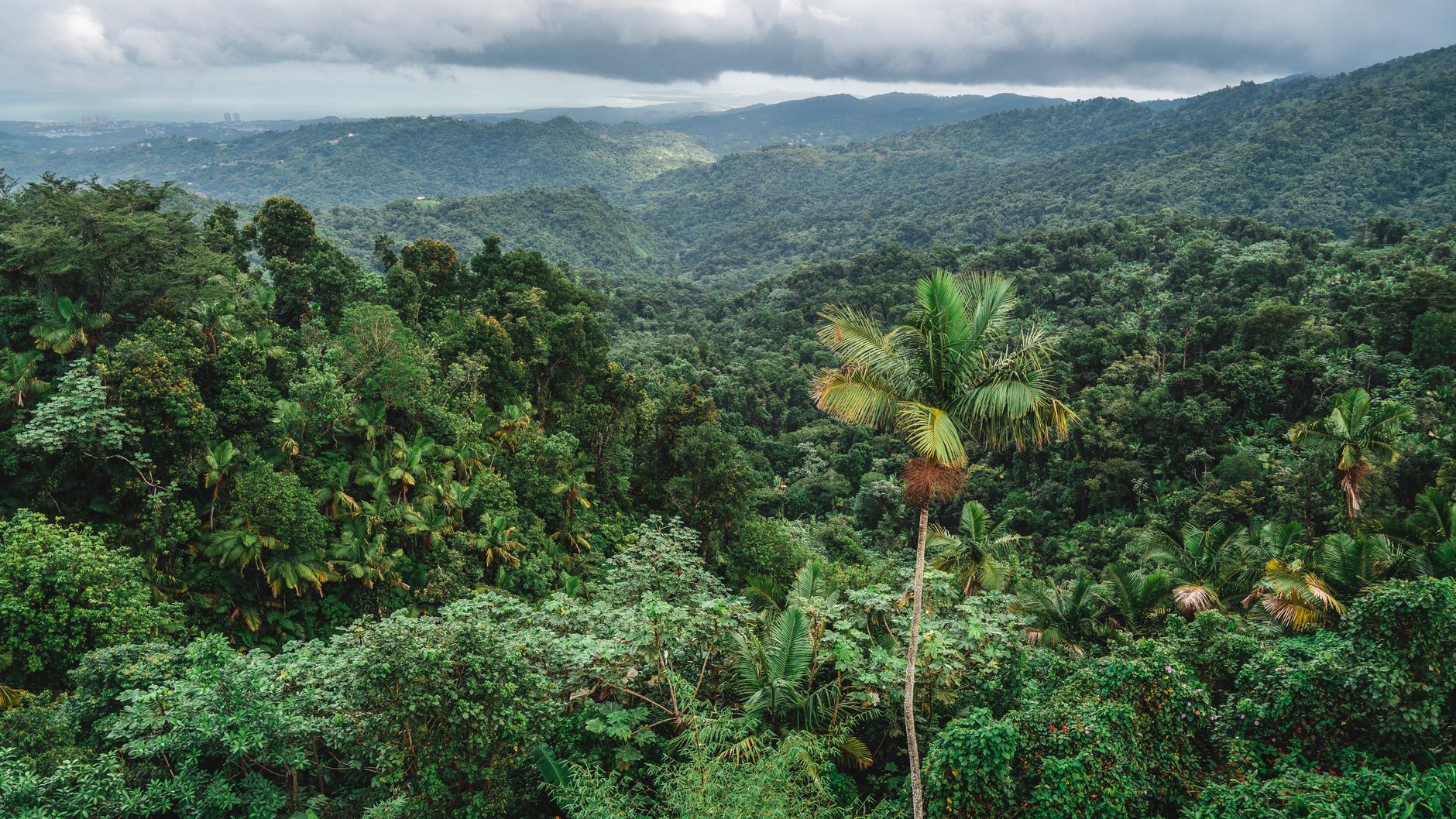 UE, Franța și Peru lansează un grup internațional pentru finanțarea biodiversității prin credite de natură