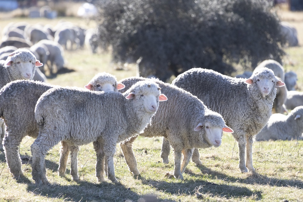 Comisia Europeană a aprobat planul de vaccinare pentru deblocarea exporturilor de ovine și caprine din România