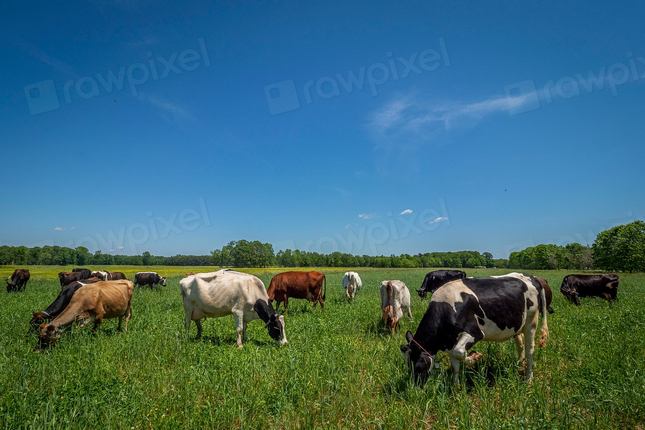 O fermă uriașă de bovine din Danemarca a fost vândută pentru 6,3 milioane de euro