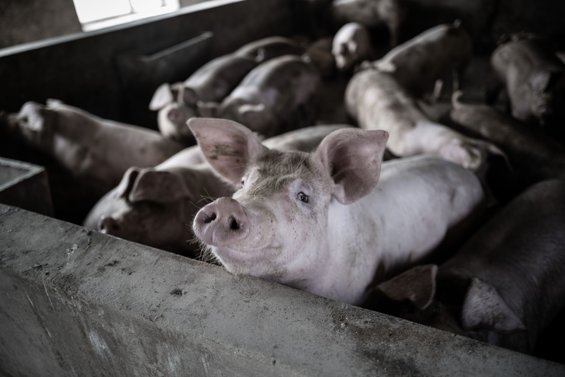 Comisia Europeană aprobă scheme de ajutor pentru crescătorii de porci din România