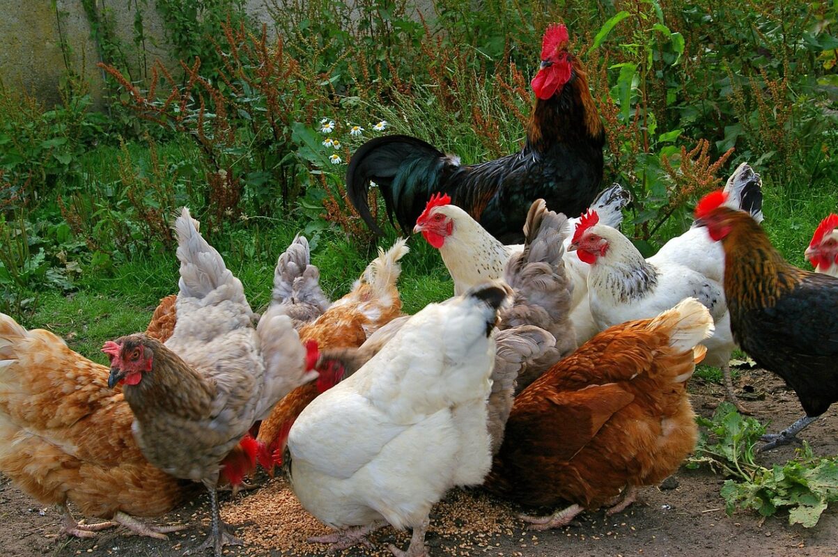 România se alătură campaniei europene #NoBirdFlu pentru combaterea gripelor aviare