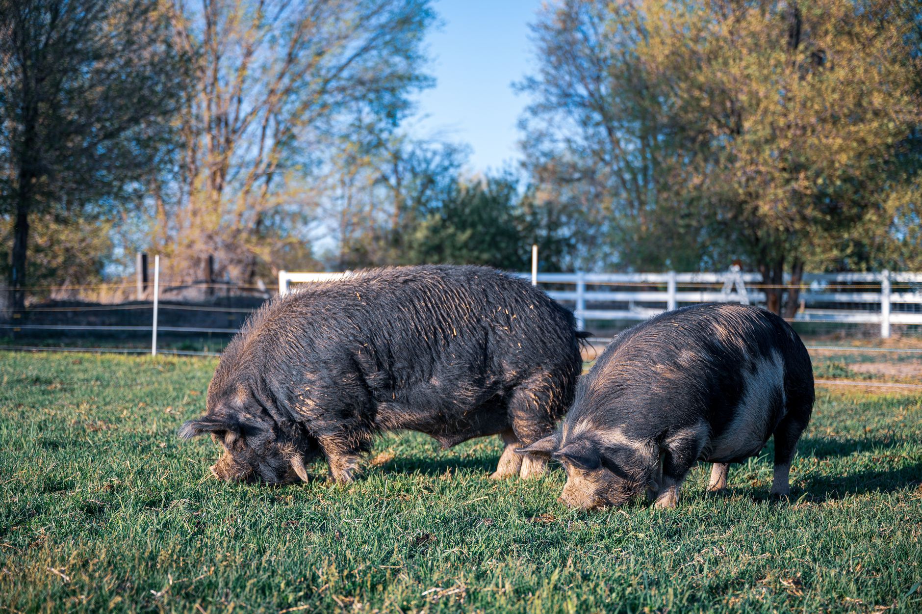 Comisia Europeană aprobă fonduri de 11 milioane de euro pentru crescătorii de porci din România