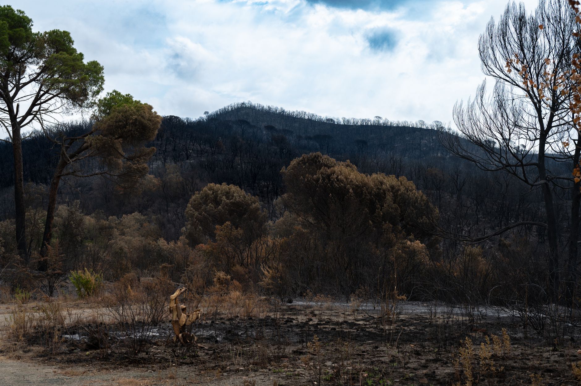 Suprafața arsă de incendii în Europa în 2026 este de aproape două ori mai mare decât media ultimelor două decenii