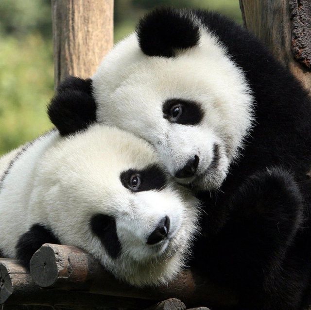 Diplomația panda: Doi urși panda au plecat din China către SUA pentru o perioadă de zece ani
