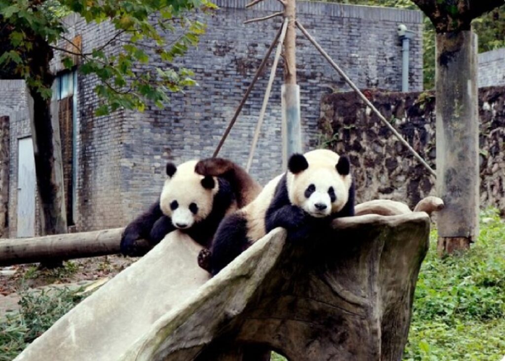 China trimite doi urși panda în SUA, continuând strategia de diplomație panda