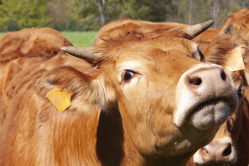 Comisia Europeană aprobă 52 de milioane euro pentru crescătorii de bovine din România