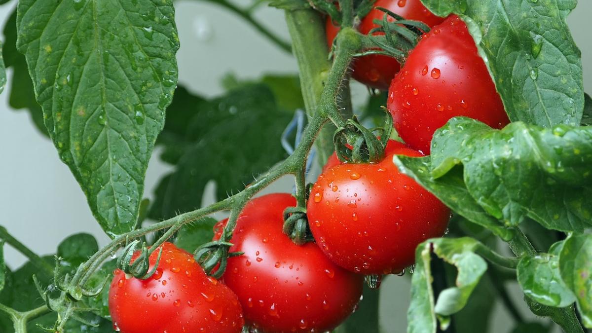 Criza agricolă din Italia: Salata și roșiile devin rare în supermarketuri din cauza caniculei