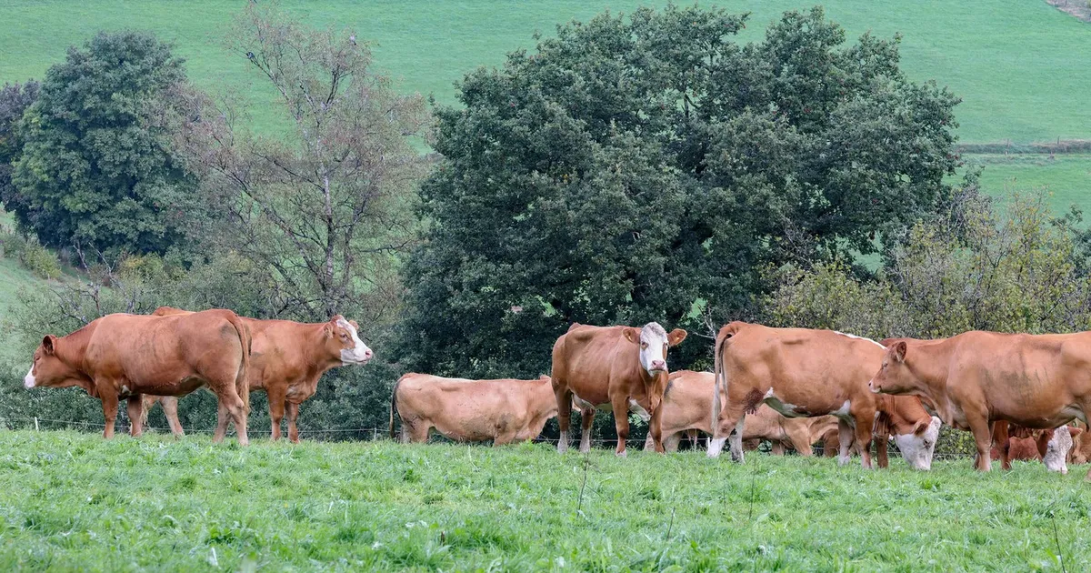 Comisia Europeană aprobă 52 de milioane euro pentru fermierii de bovine din România
