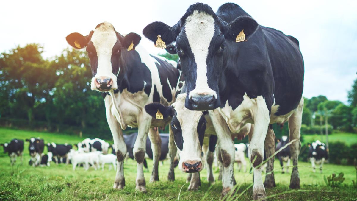 Comisia Europeană aprobă 52 de milioane de euro pentru fermierii de bovine din România