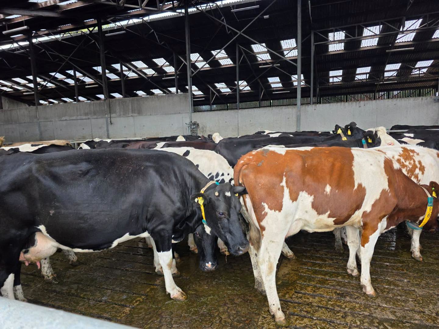 România va beneficia de 52 de milioane de euro pentru crescatorii de bovine, aprobate de Comisia Europeană