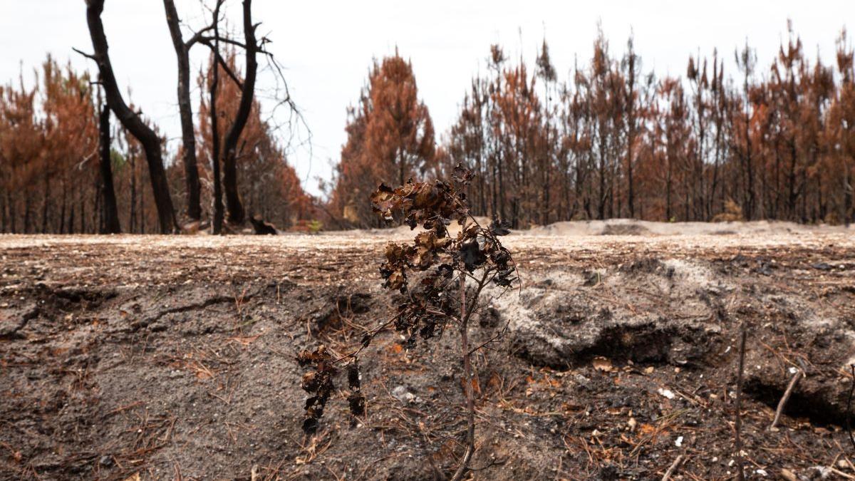 Autoritățile franceze au declarat stins cel mai mare incendiu din Gironde, care a ars zeci de mii de hectare