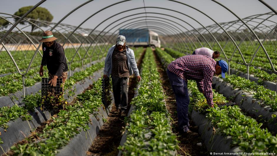 Criza apei din Spania: Agricultura intensivă amenință Parcul Național Doñana