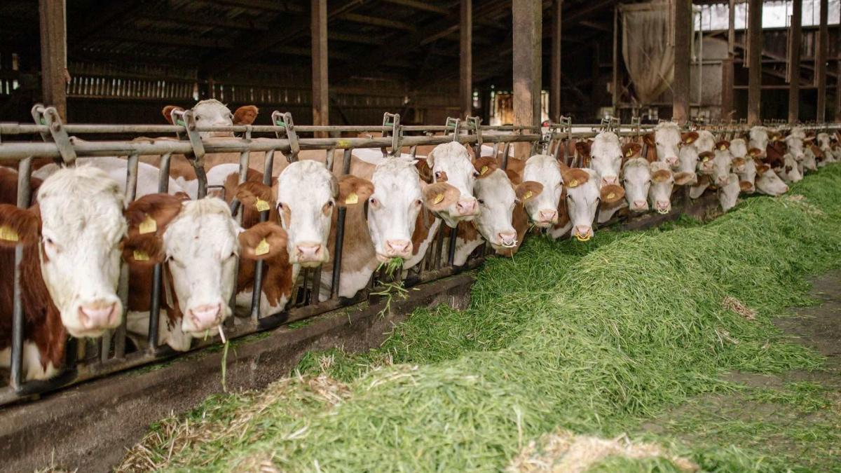 România primește 52 de milioane de euro pentru sectorul zootehnic, după aprobarea Comisiei Europene