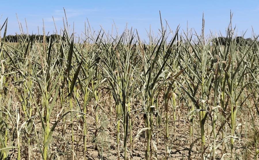 Seceta și canicula pot cauza pierderi de până la 17 miliarde de euro în agricultura europeană