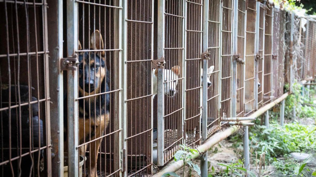 Coreea de Sud: 70 de câini salvați dintr-o fermă de consum înainte de interdicția industriei de carne de câine