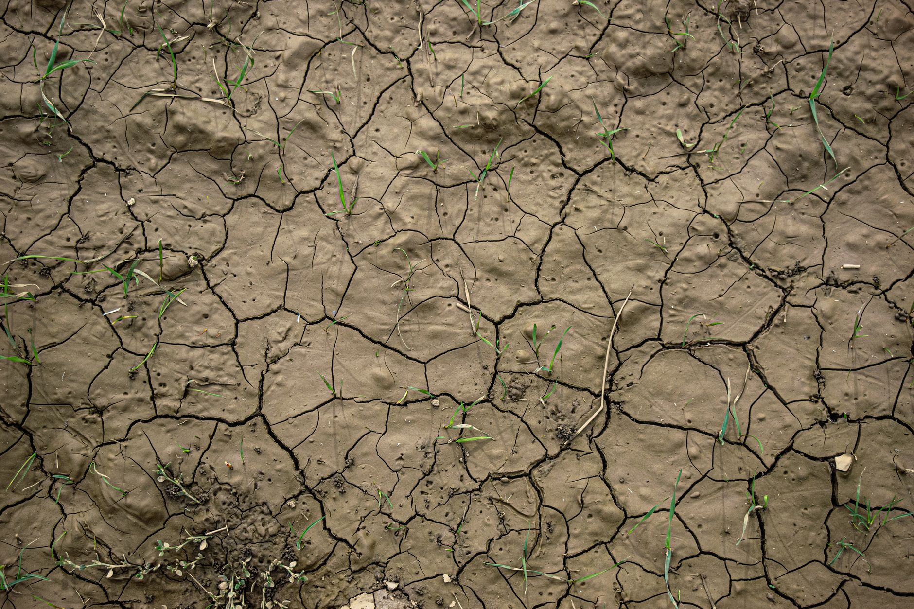 Criza apei în Spania: Parcul Național Doñana se usucă din cauza agriculturii intensive de căpșuni