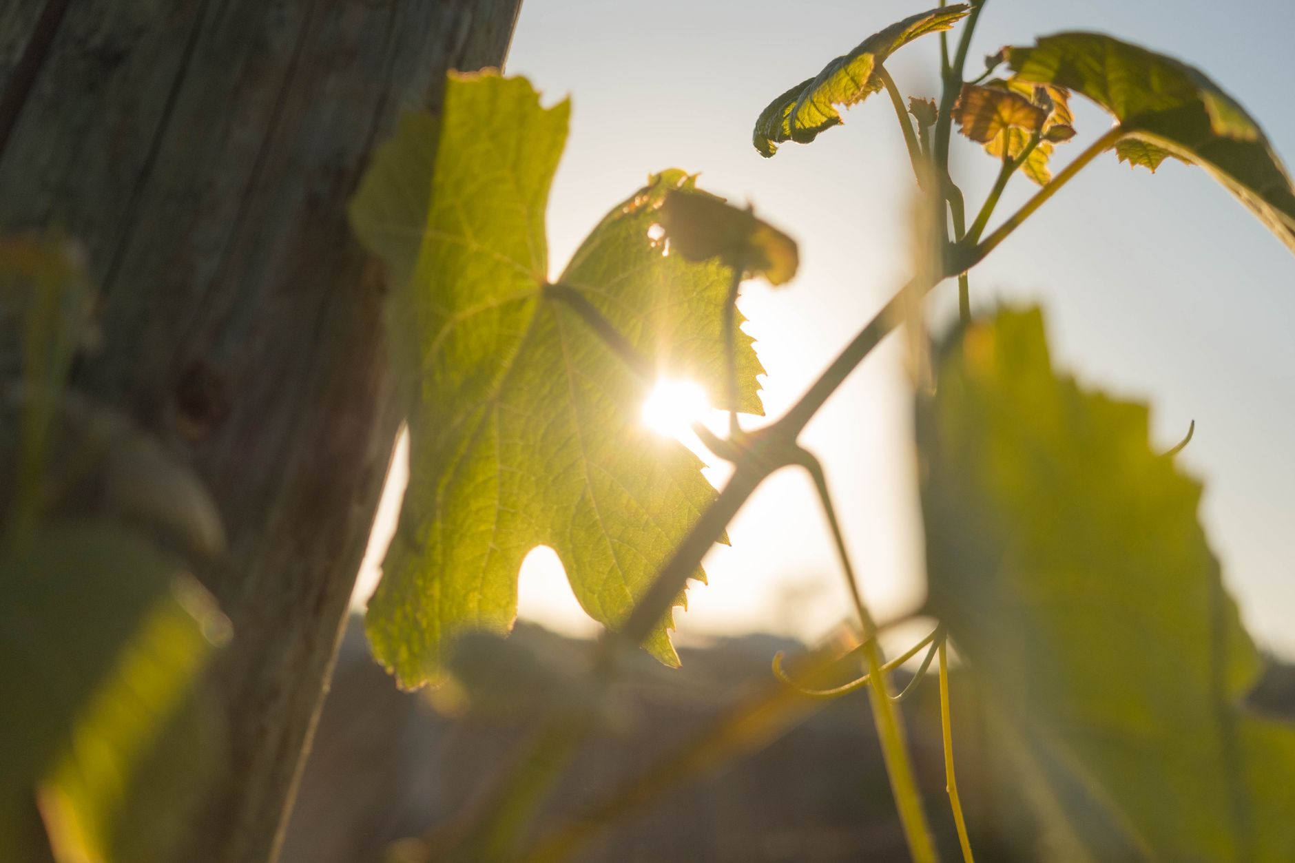 Producția de vin din Franța se îndreaptă spre un minim istoric din cauza caniculei și a incendiilor