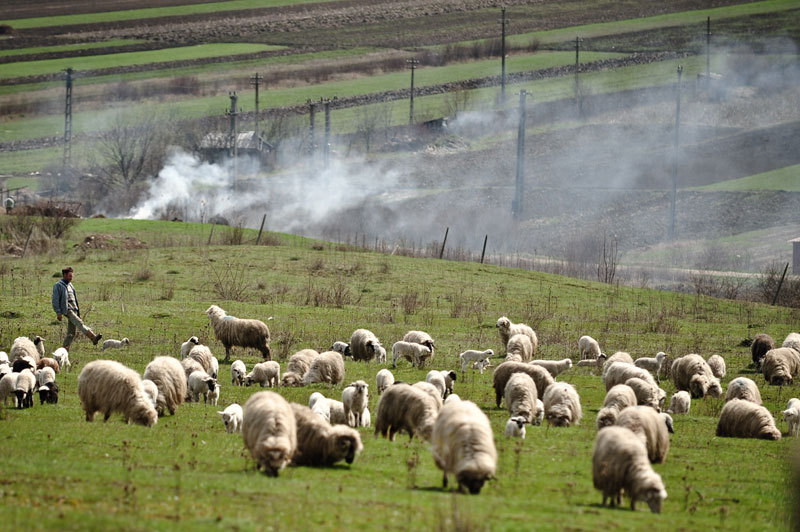 Restricții europene asupra exporturilor de ovine din România: Impactul asupra economiei și protestele fermierilor
