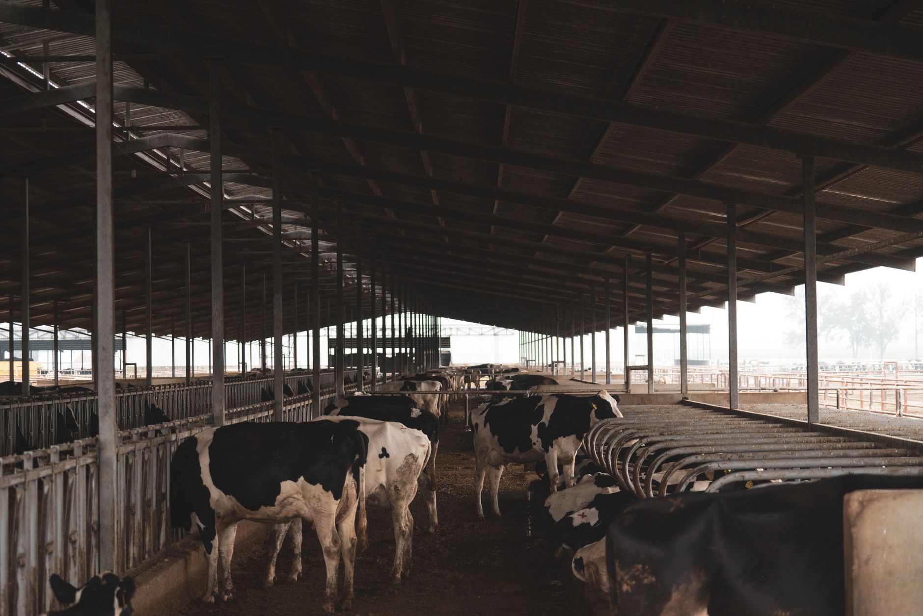 Noile norme UE privind emisiile: Fermele mari de porci și păsări vor aplica reguli stricte din 2030