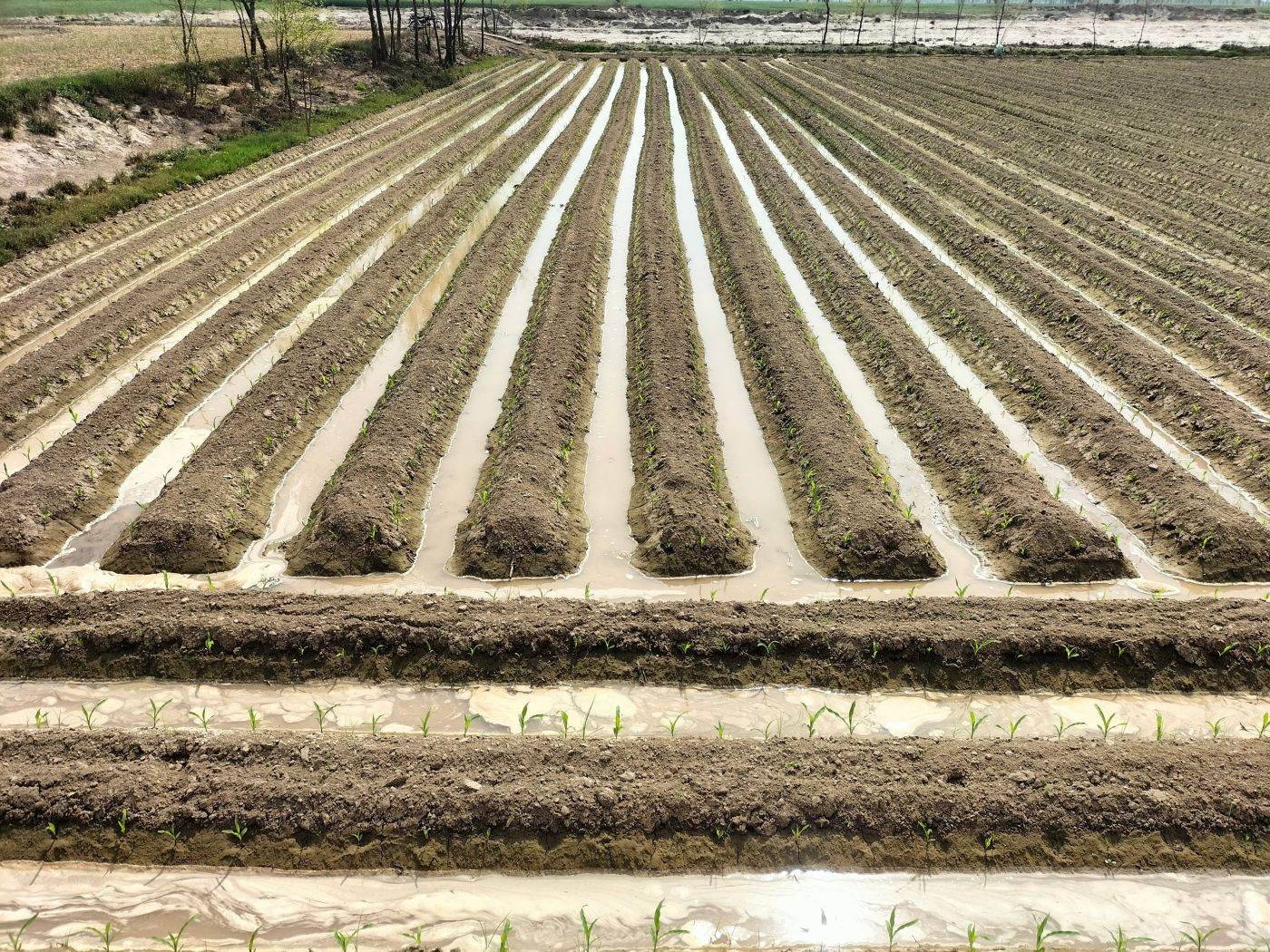 Ungaria redirecționează apa din iazurile piscicole către terenurile agricole afectate de secetă